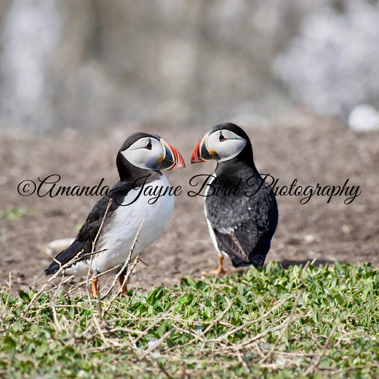 Puffins - "Love Birds” Farne Islands