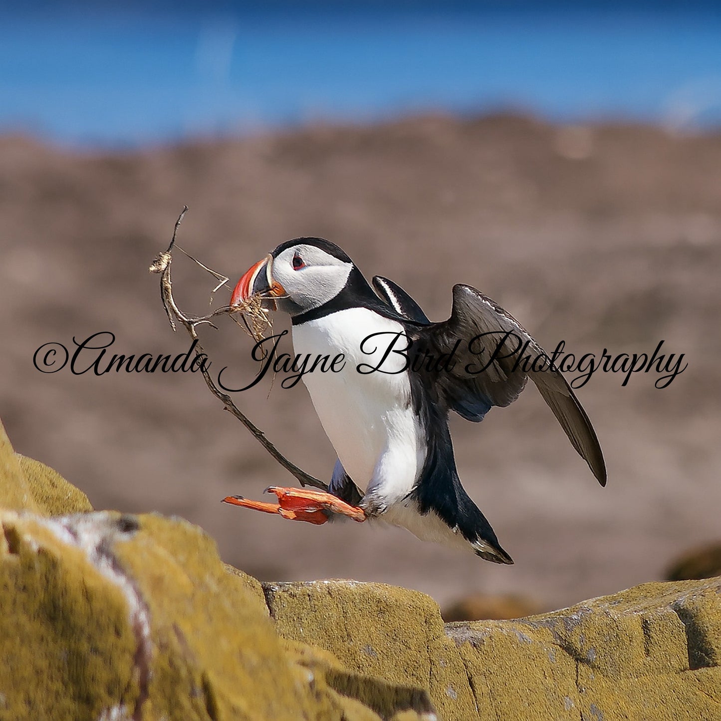 Puffin - Incoming
