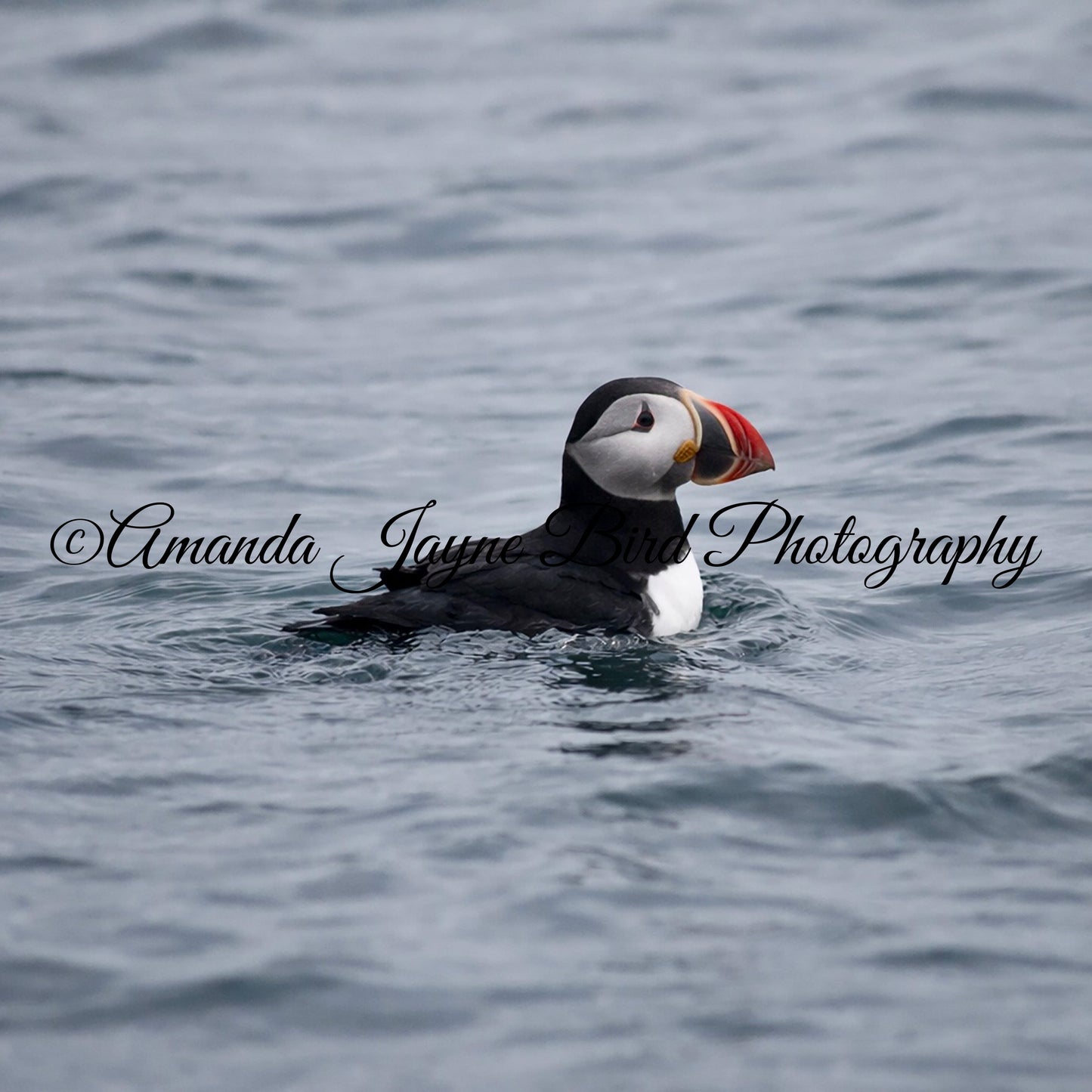 Puffin, Farne Islands