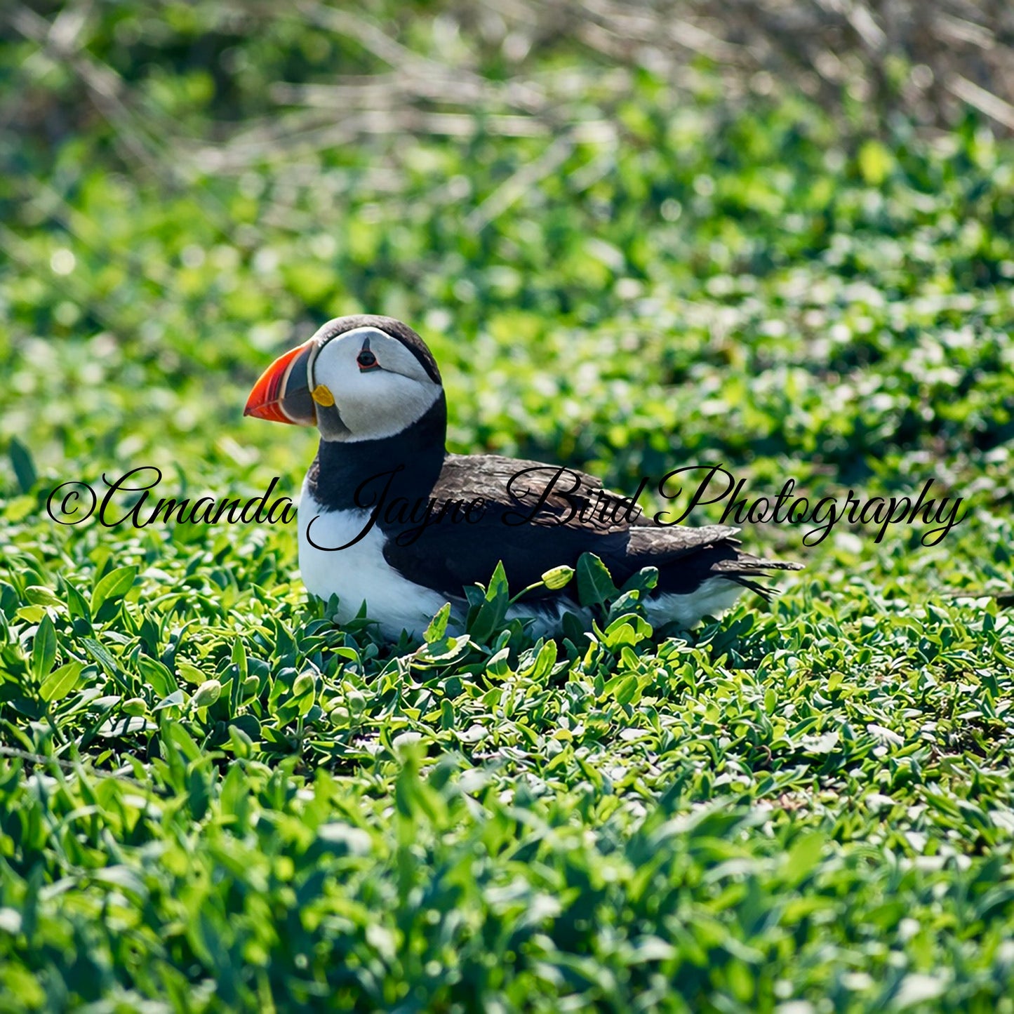 Puffin, Farne Islands