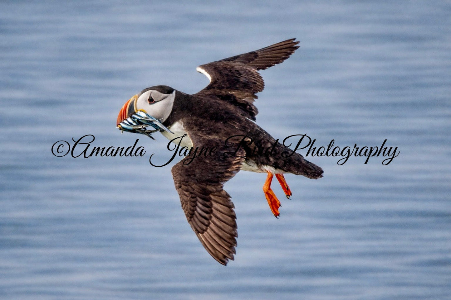 Pufffin with sand eels, Farne Island