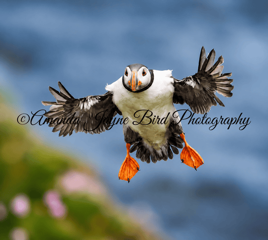 Prepare for landing - Puffin, Farne Islands