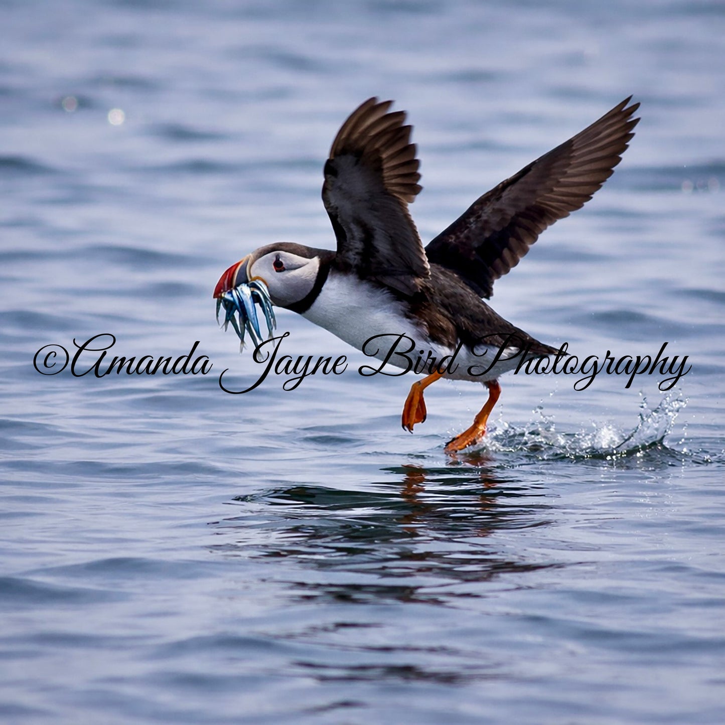 Pufffin with sand eels, Farne Island