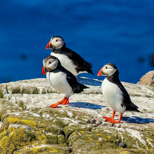 Trio of Puffins
