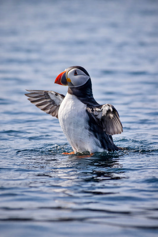 Puffin. Come and get me!