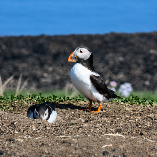 Puffins, You can't hide from me - Farne Islands