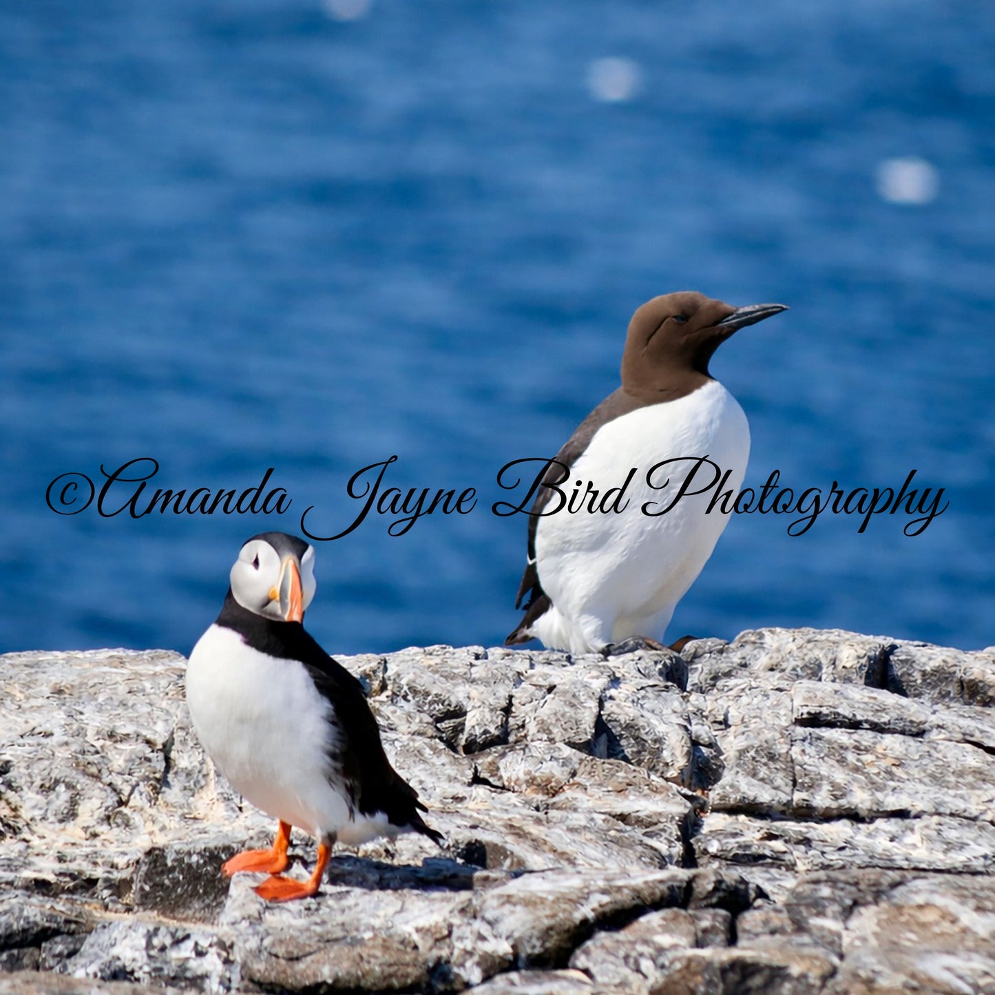 Puffin & Guillemot, Farne Islands