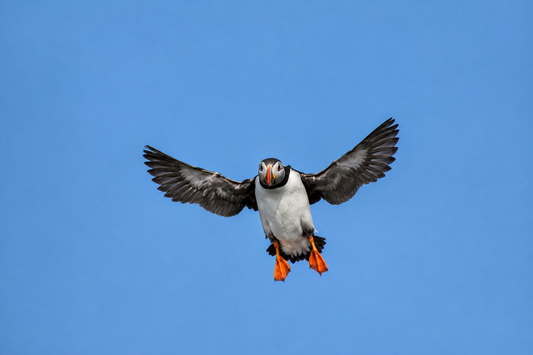 Puffin, Farne Island - Watch out - Incoming Puffin