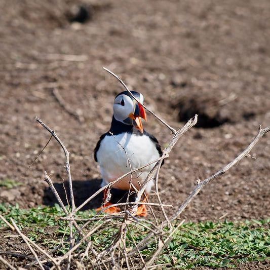 Puffin. Get out of my house!