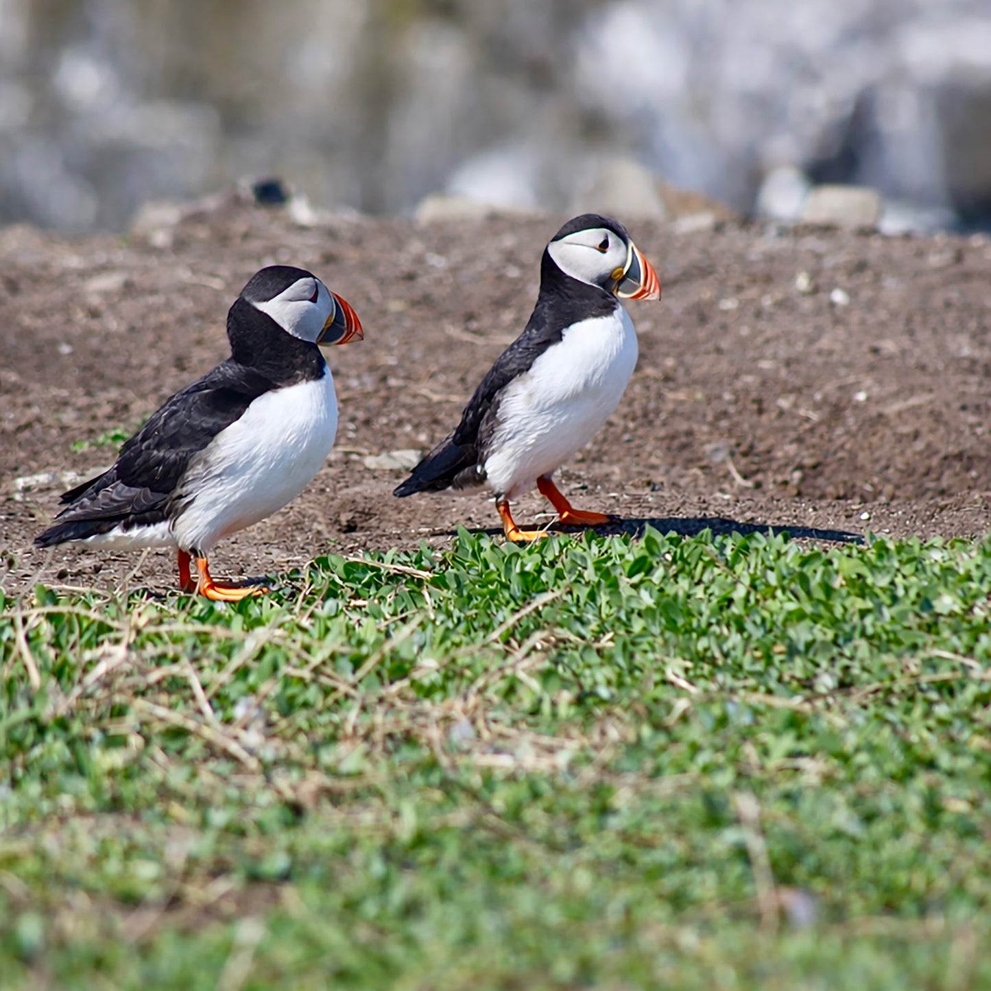 Puffins. Can I have a word?