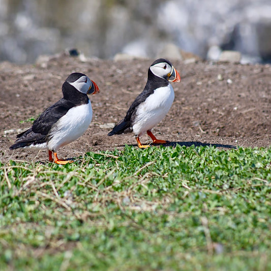 Puffins. Can I have a word?