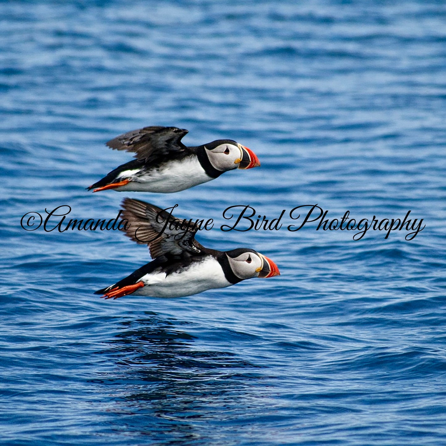 Puffins - "Wingman", Farne Islands