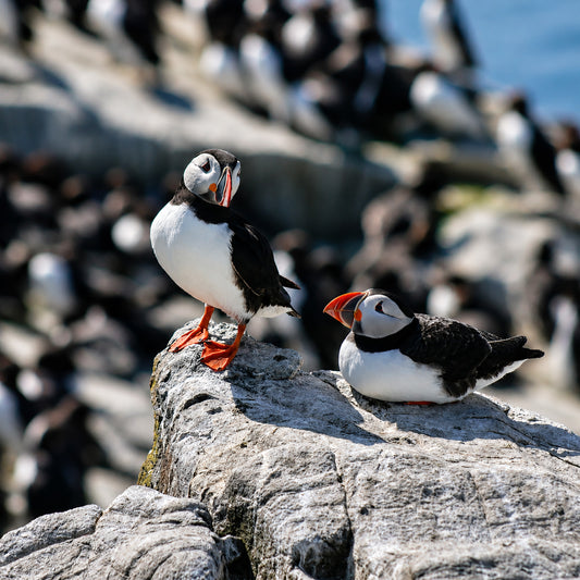 Puffin, Farne Island - Sitting Pretty