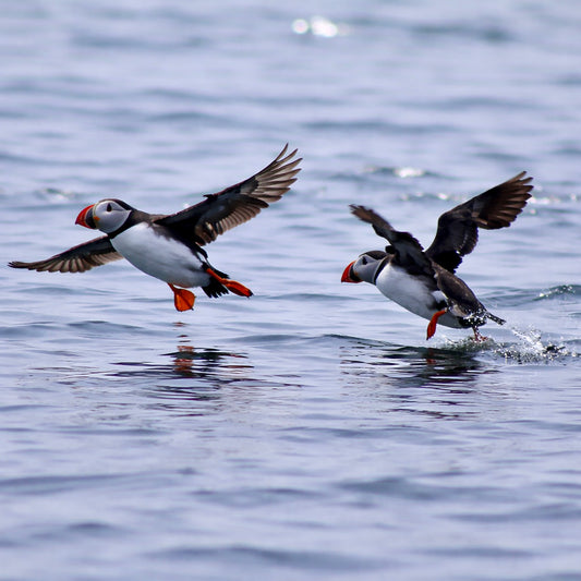 Puffins. Let's go!