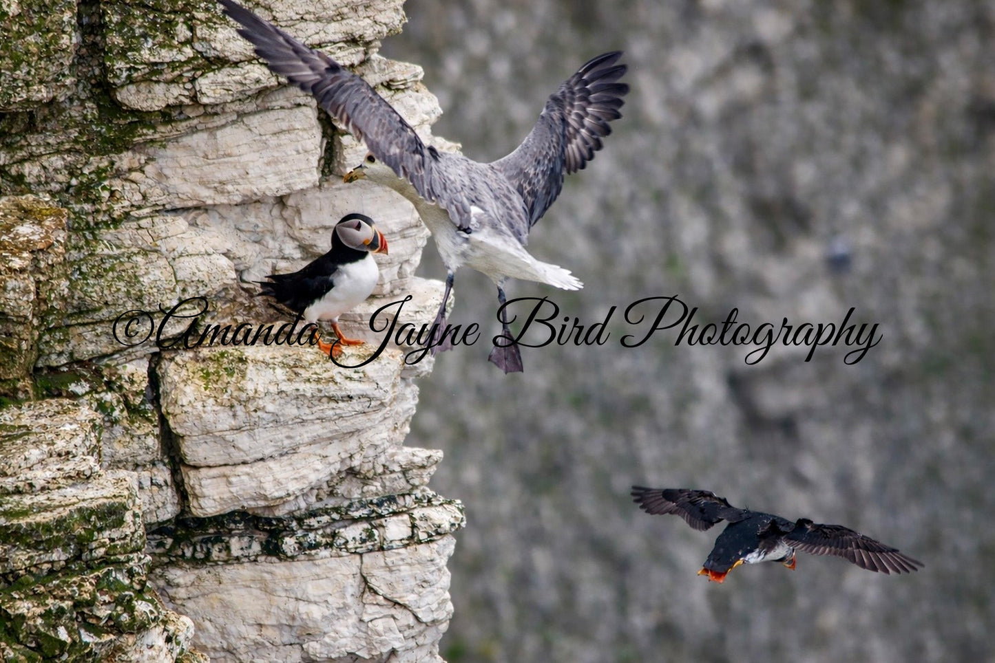 Puffin, Attack!
