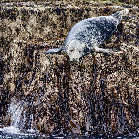Grey Seal, Farne Islands