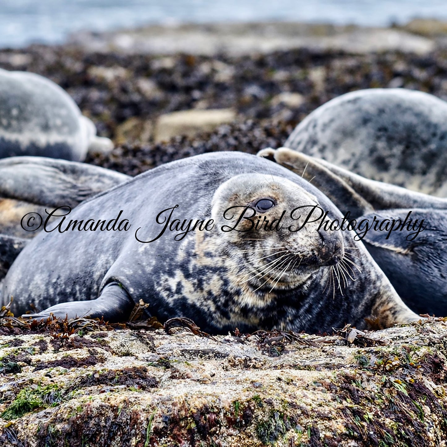 Grey Seal, Farne Island