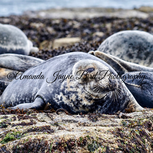 Grey Seal, Farne Island