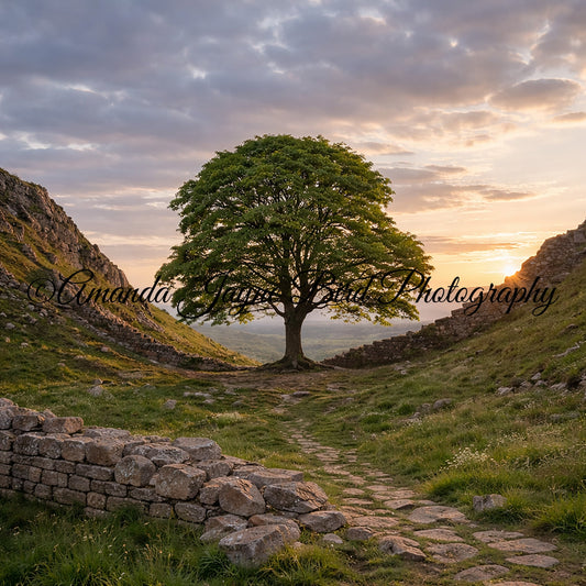Sycamore Gap, Northumberland