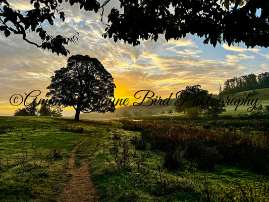 The Pastures, Alnwick, Sunrise over the Wonky Tree