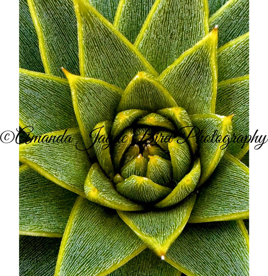 Monkey Puzzle Tree